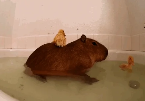 duck capybara GIF