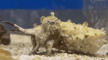 Angry Fancy GIF by California Academy of Sciences