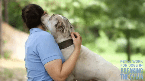 I really need to hug a dog.