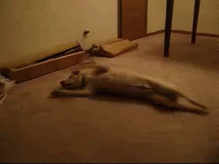 Jaiveer 上傳的 GIF
