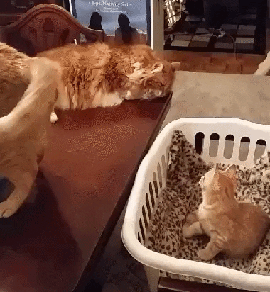 Cats Wow GIF by JustViral.Net