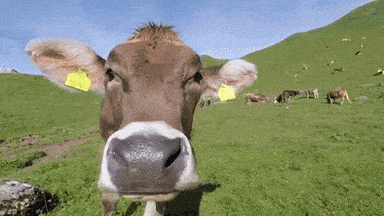 cows meme gif