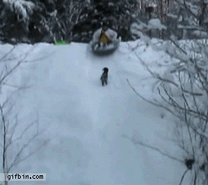 giphy.gif