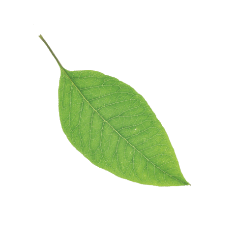 Source: PLANT B