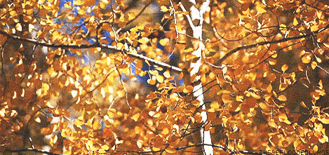 fall time GIF