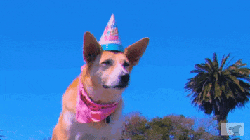 Birthday Party Cute Dog GIF by DOGTV