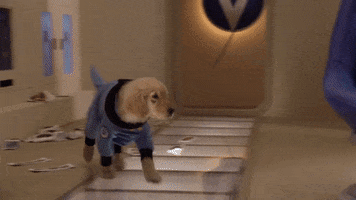 Dogs Nasa GIF by Air Bud Entertainment