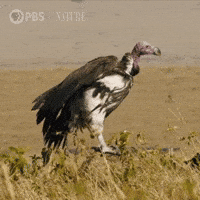 Pbs Nature Hello GIF by Nature on PBS