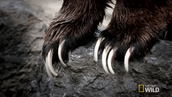 national geographic bear GIF by Nat Geo Wild