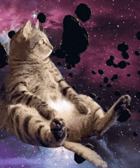 funny fat cats gifs