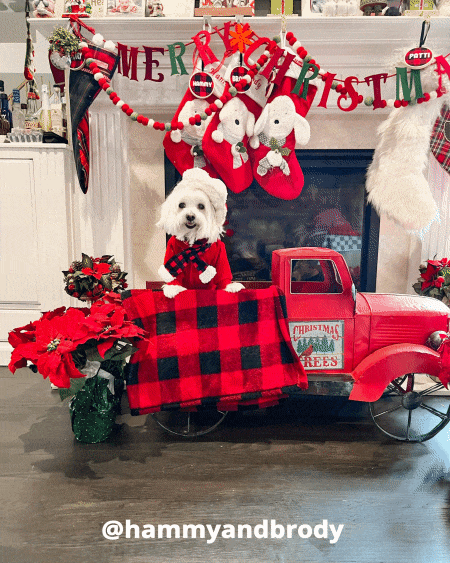 Merry Christmas Dog GIF by HammyandBrody