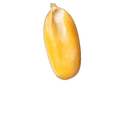 Agriculture Corn Sticker by AgriGold