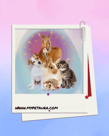 GIF by MyPetAura