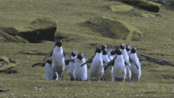 Wildlife gif. A group of penguins hop  around in unison on a rocky beach as they chase a bug in the air. 