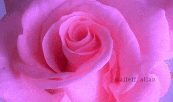 Flower Rose GIF