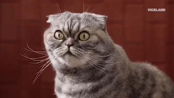 cat wtf GIF by MOST EXPENSIVEST