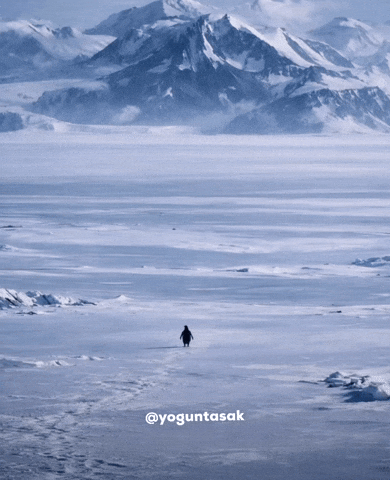 Penguen GIF