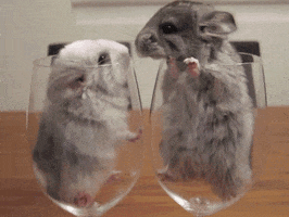 Mouse Love GIF