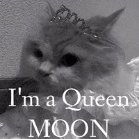 Moon Cat GIF by Chic Society