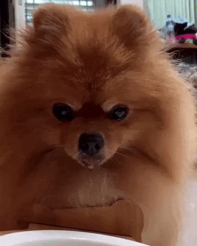 Hungry Pomeranian GIF