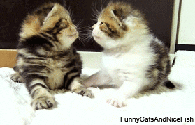 Sweet Kisses Cat GIF - Find & Share on GIPHY