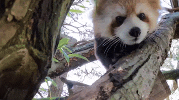 Red Panda Hello GIF by Woodland Park Zoo