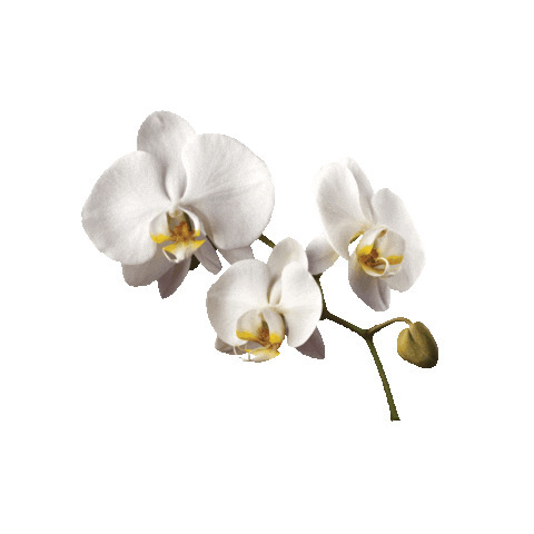 Conrad Maldives Rangali Island Sticker