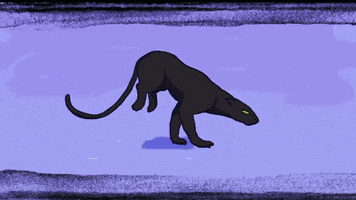 NicoleSwardenski puma hunting panther blackpanther GIF