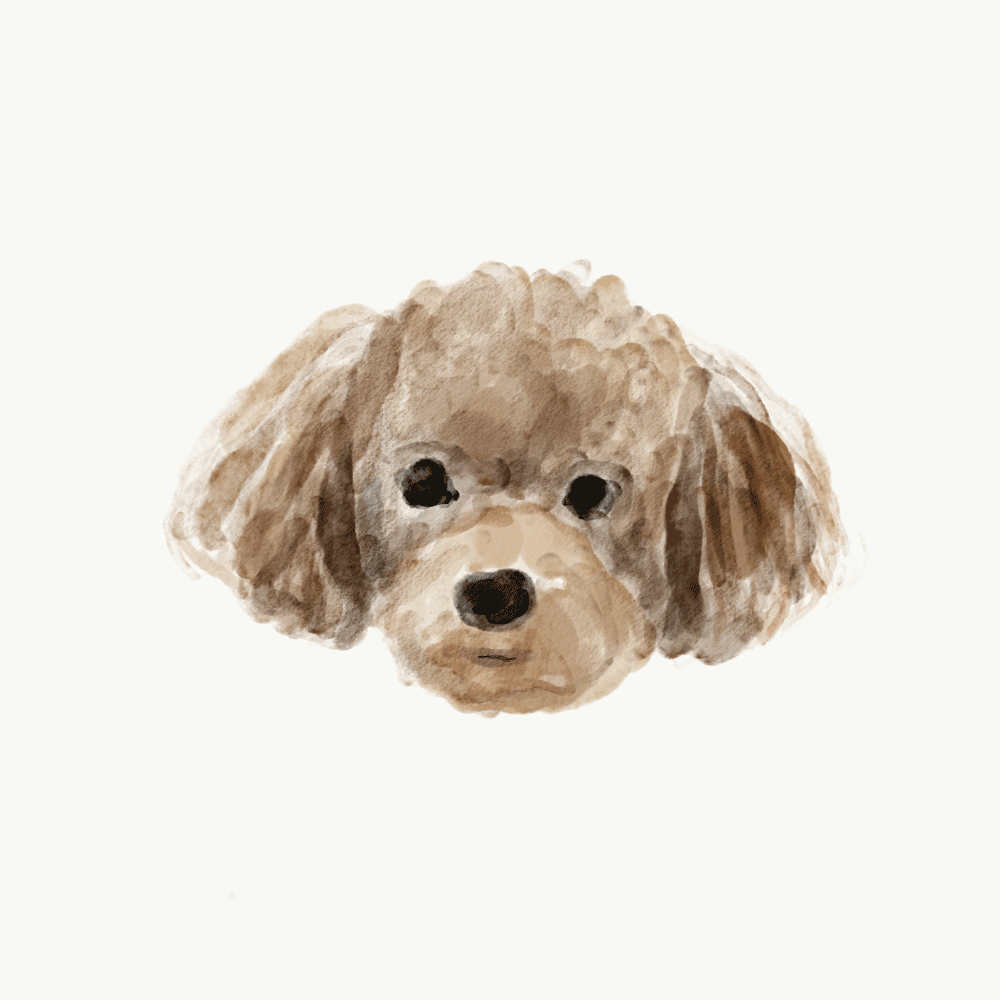 Dog Poodle GIF by Halfgenius Find & Share on GIPHY
