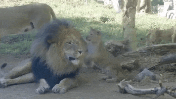 Fathers Day Cats GIF by San Diego Zoo