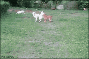 Dog GIF