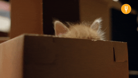Peeking Cat GIFs - Get the best GIF on GIPHY