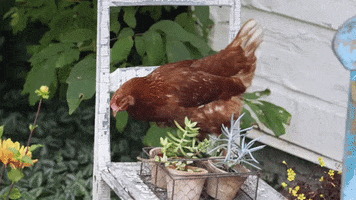 Jump Chicken GIF by La vraie nature