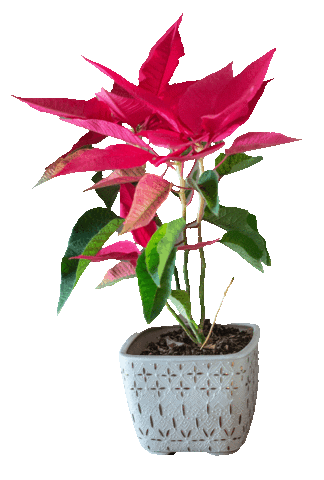 Sticker by PlantDeco