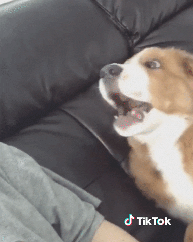 Chien Animaux GIF by TikTok France