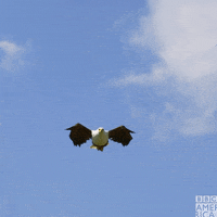 Flight-of-the-eagles GIFs - Get the best GIF on GIPHY