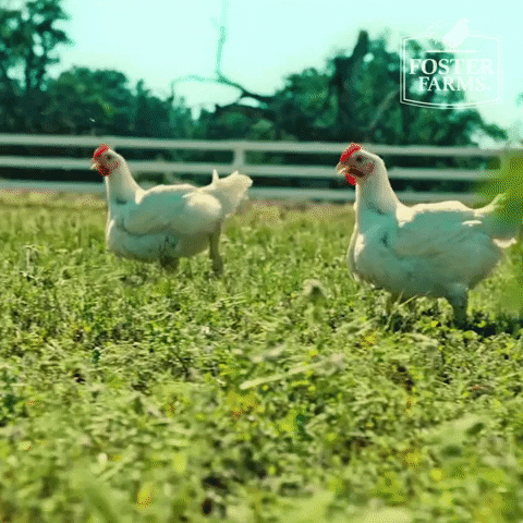 fosterfarms running outdoors outside chickens GIF