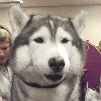 Reply with a GIF - Page 2 200.gif?cid=ff8962e3vyjn0d4ppncrx9fymst62sr2m0zandae5day834p&rid=200