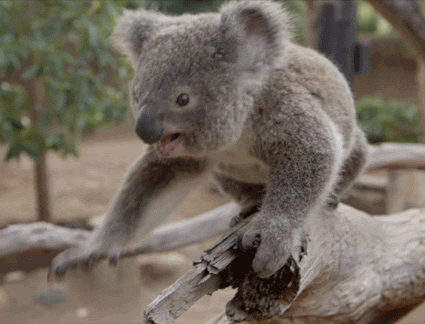 Baby Lol GIF by San Diego Zoo - Find & Share on GIPHY