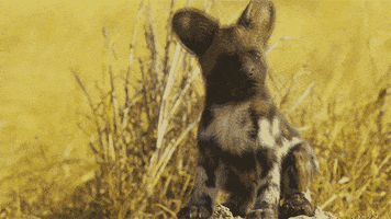 spy in the wild cute animals GIF by ThirteenWNET