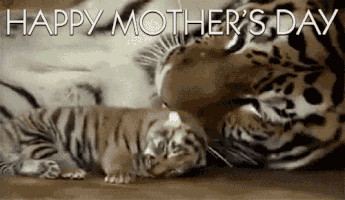 Mothers Day Moms GIF by reactionseditor