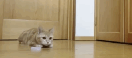 Cat Hockey GIFs - Get the best GIF on GIPHY