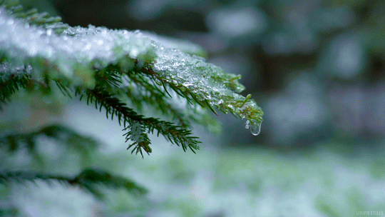 겨울, 눈얼음, 나뭇가지, 물방울