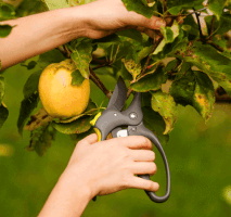 mariiabuchinskaya pruner GIF