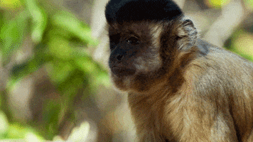 Wildlife gif. A capuchin monkey sticks their tongue out and turns away in disgust as if to say "Yuck!"