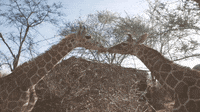200w.gif?cid=790b76115d0fe0646c382e4e49f9886f&rid=200w.gif