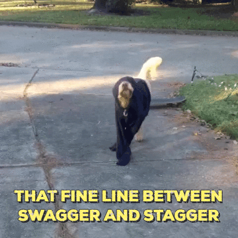 Dog Stagger GIF by Justin - Find & Share on GIPHY