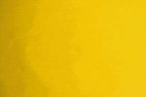 feline  GIF