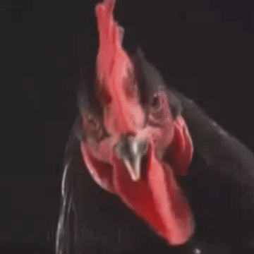 No Way Chicken GIF
