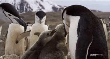 cheller  GIF